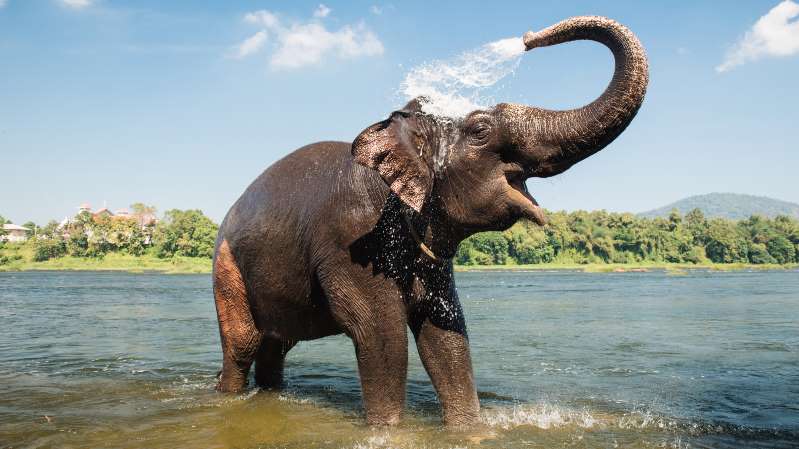 Le CBD peut-il apaiser les éléphants en deuil ?