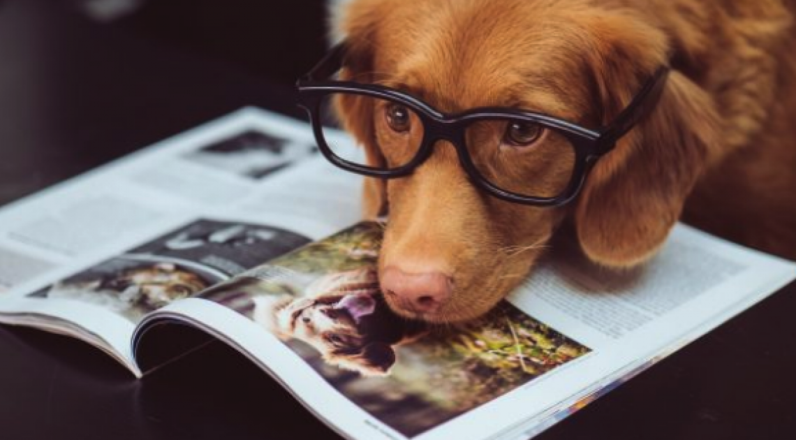 CBD pour chiens: les vétérinaires le recommandent-ils pour vos animaux de compagnie?