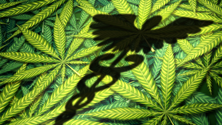 Faire l’histoire du cannabis médical |  Projet CBD