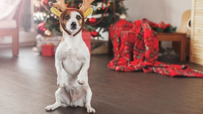 Ces produits naturels pour chiens au CBD constituent un excellent cadeau de Noël pour les chiots