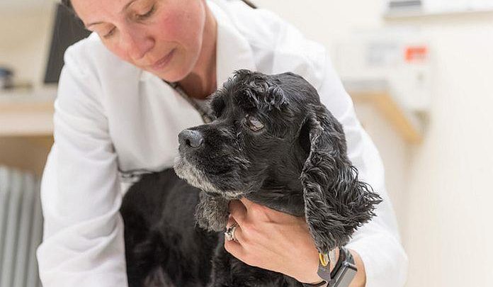 CBD pour chiens?  Une nouvelle recherche soutient l’utilisation de l’huile de chanvre canin pour l’épilepsie et l’arthrite