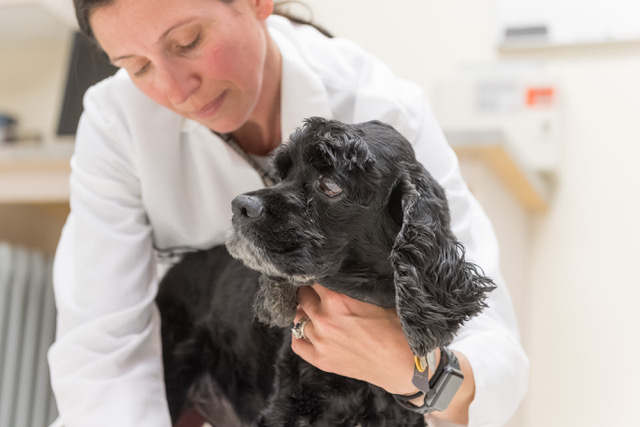 CBD pour chiens?  Une nouvelle recherche soutient l’utilisation de l’huile de chanvre canine pour l’épilepsie et l’arthrite