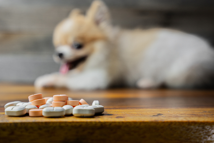 Des sondages suggèrent que les vétérinaires ne répondent pas aux besoins nutraceutiques des animaux de compagnie
