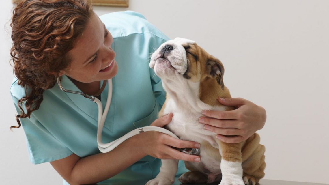 «  Parlons d’un remède CBD pour Fido  », les vétérinaires de deux États peuvent désormais dire légalement aux parents d’animaux de compagnie