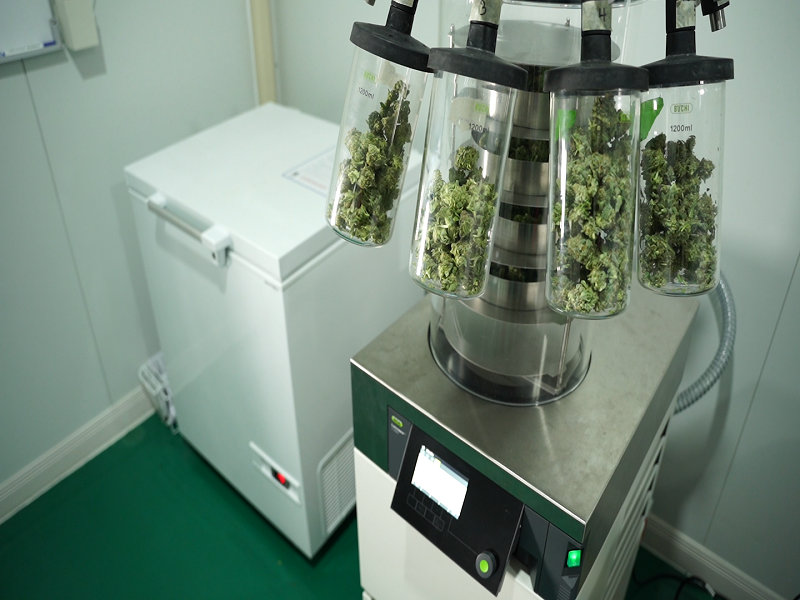 Une machine de cryo-cure utilisée pour lyophiliser le cannabis.  Photo: Golden Triangle Group / Courtoisie