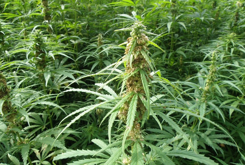 Les fleurs de chanvre à haute teneur en CBD sont-elles la prochaine grande chose dans le cannabis?