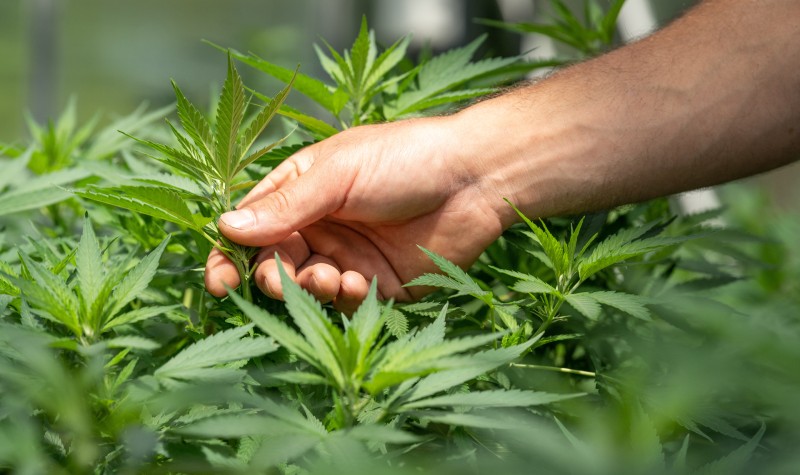Votre cannabis est-il biologique?  Comprendre la culture propre