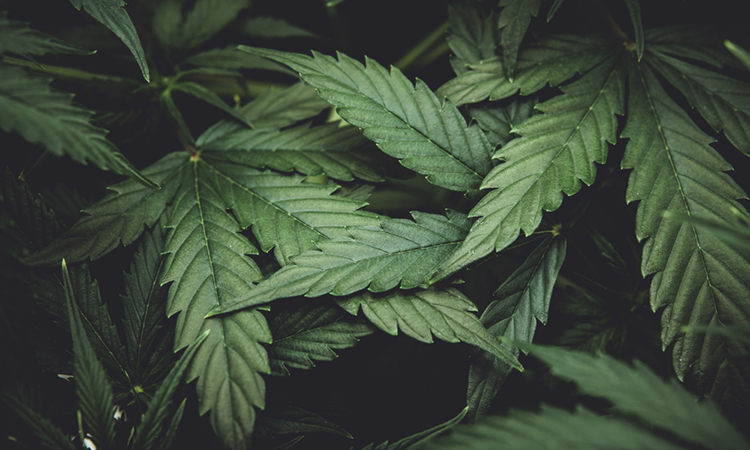 Des extraits de cannabis riches en CBD pourraient fournir un traitement COVID-19