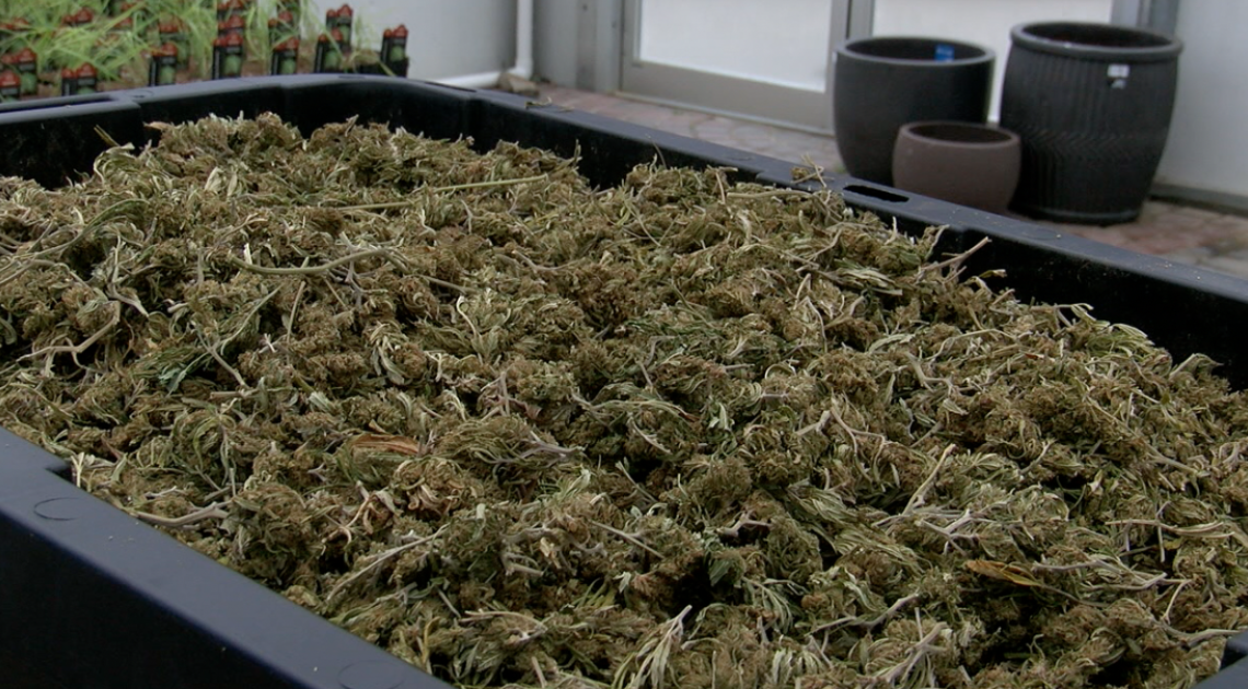 La légalisation de la marijuana récréative pourrait signifier de nouvelles opportunités pour les produits CBD
