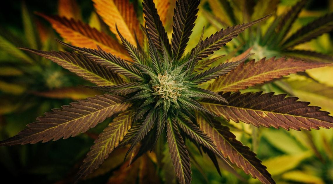 Bob Marley Cannabis, CBD Products va booster après le tournant des marques, partenariat Docklight Brands