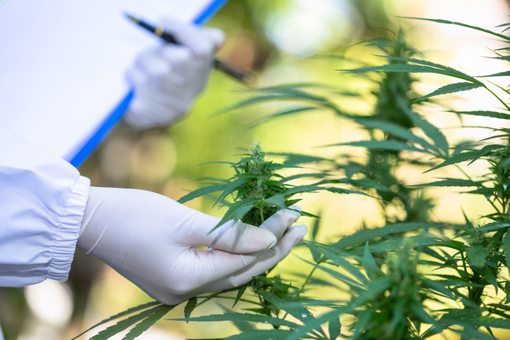 La beauté du cannabis promet forte dans les cannabinoïdes mineurs au-delà du CBD pour l’innovation, dit Treehouse Biotech