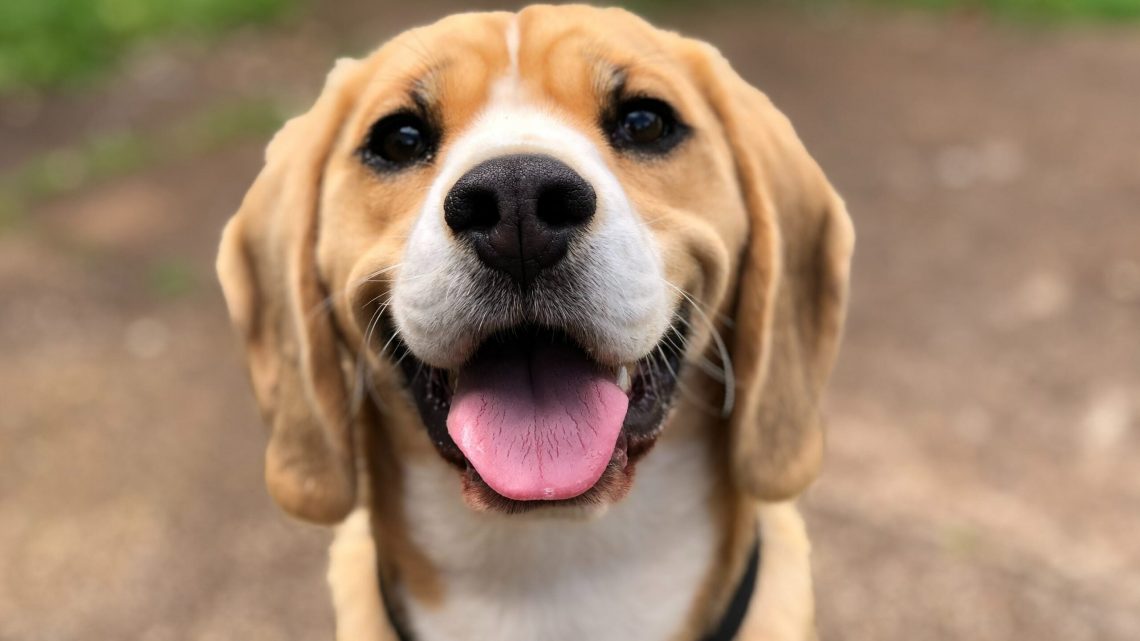 Meilleures friandises pour chiens au CBD pour le stress et l’anxiété