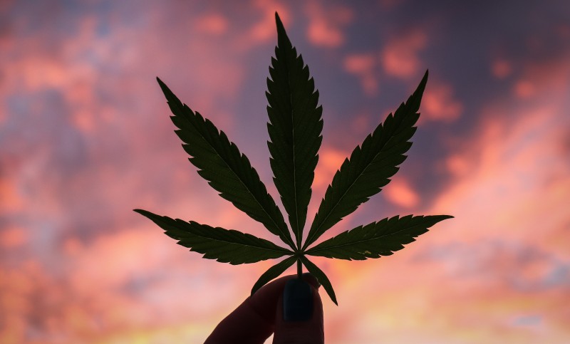 Toutes les dernières nouvelles de l’industrie du cannabis