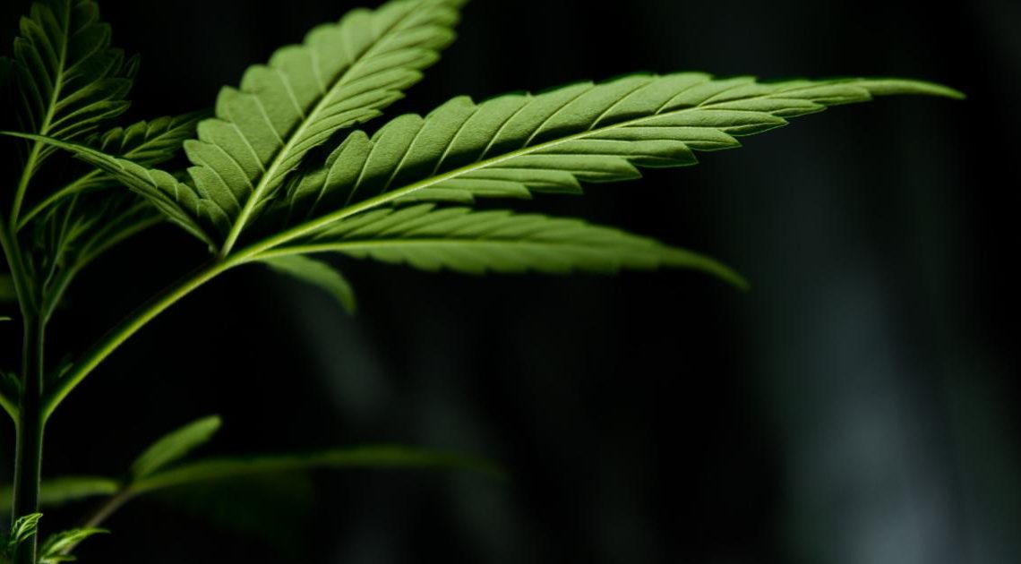 Clever Leaves Cannabis Co entre au Mexique via un accord d’approvisionnement avec CBD Life