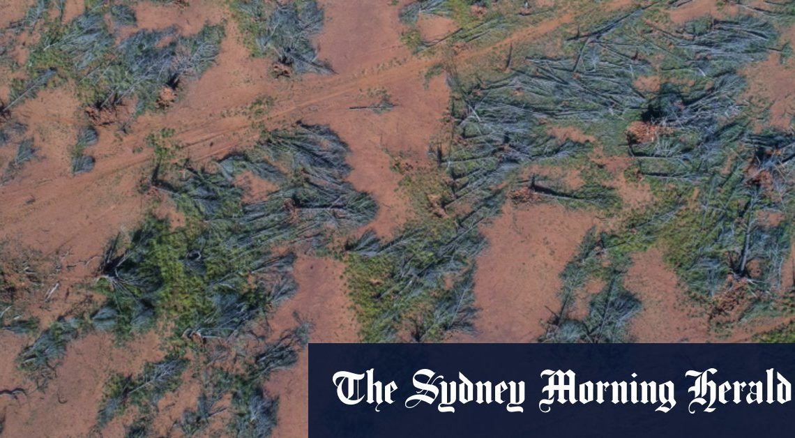 La Nouvelle-Galles du Sud perd un morceau de couvert arboré de la taille d’un CBD de Sydney tous les deux jours pour se dégager