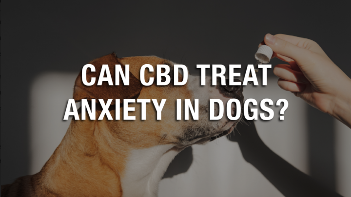 Le CBD peut-il traiter l’anxiété chez les chiens ?