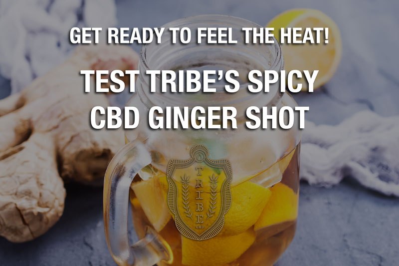 Préparez-vous à ressentir la chaleur !  – Testez le shot de gingembre et de CBD épicé de Tribe