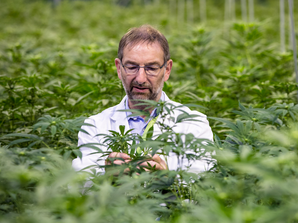 David Potter, directeur de la recherche botanique chez GW Pharmaceuticals Plc, inspecte des plants de cannabis dans une serre des installations de GW Pharmaceuticals Plc à Sittingboune, au Royaume-Uni, le lundi 29 octobre 2018.