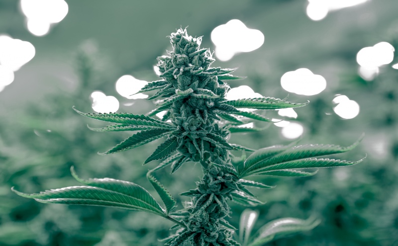 Victoires énormes pour la légalisation du cannabis