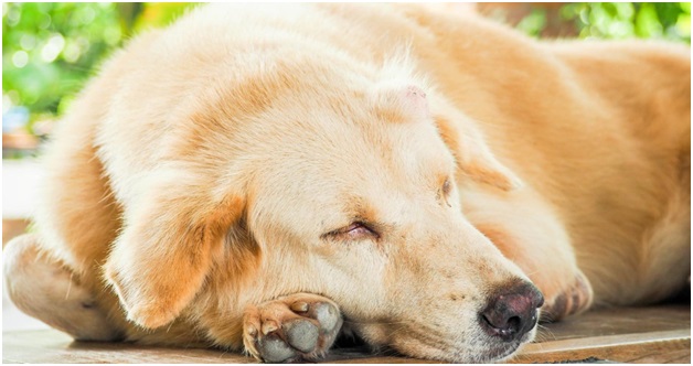 Un guide de l'huile de CBD pour les chiens atteints de cancer