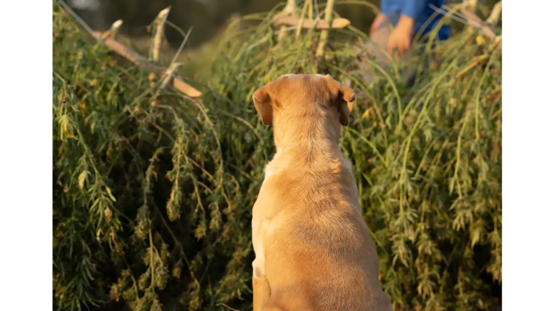 Aucun chien laissé pour compte vend maintenant des huiles et des friandises au CBD biologiques pour soutenir ses survivants du commerce de la viande de chien sauvés des abattoirs et des camions de viande de chien