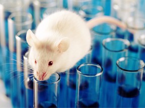 L'objectif de la dernière étude était de déterminer si le CBD affecte ou non l'alimentation homéostatique ou le comportement de frénésie alimentaire chez la souris.  /