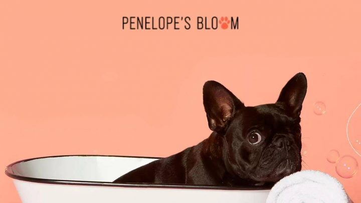 Penelope’s Bloom Review – Acheter des produits pour animaux de compagnie CBD de haute qualité ?