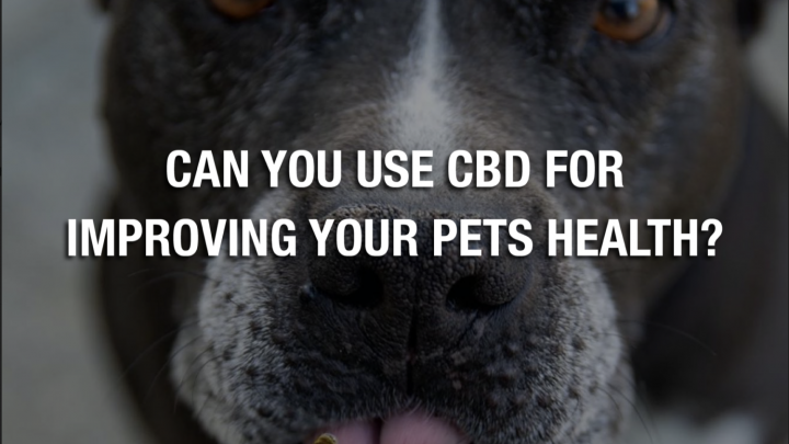 Pouvez-vous utiliser le CBD pour améliorer la santé de vos animaux de compagnie ?