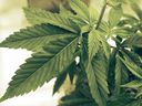 Il existe plus de 140 cannabinoïdes présents dans le cannabis, dont beaucoup sont potentiellement psychoactifs, mais moins d'une douzaine sont bien connus des professionnels de l'industrie et seuls quelques-uns sont connus des consommateurs.  PHOTO PAR JIM MONE /Presse Canadienne