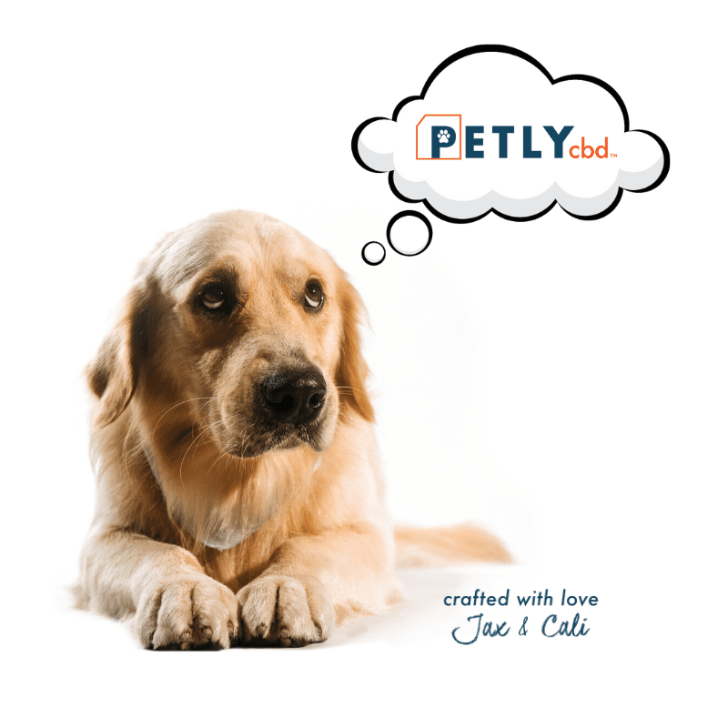 CBD pour chiens : pourquoi Petly CBD est le choix parfait