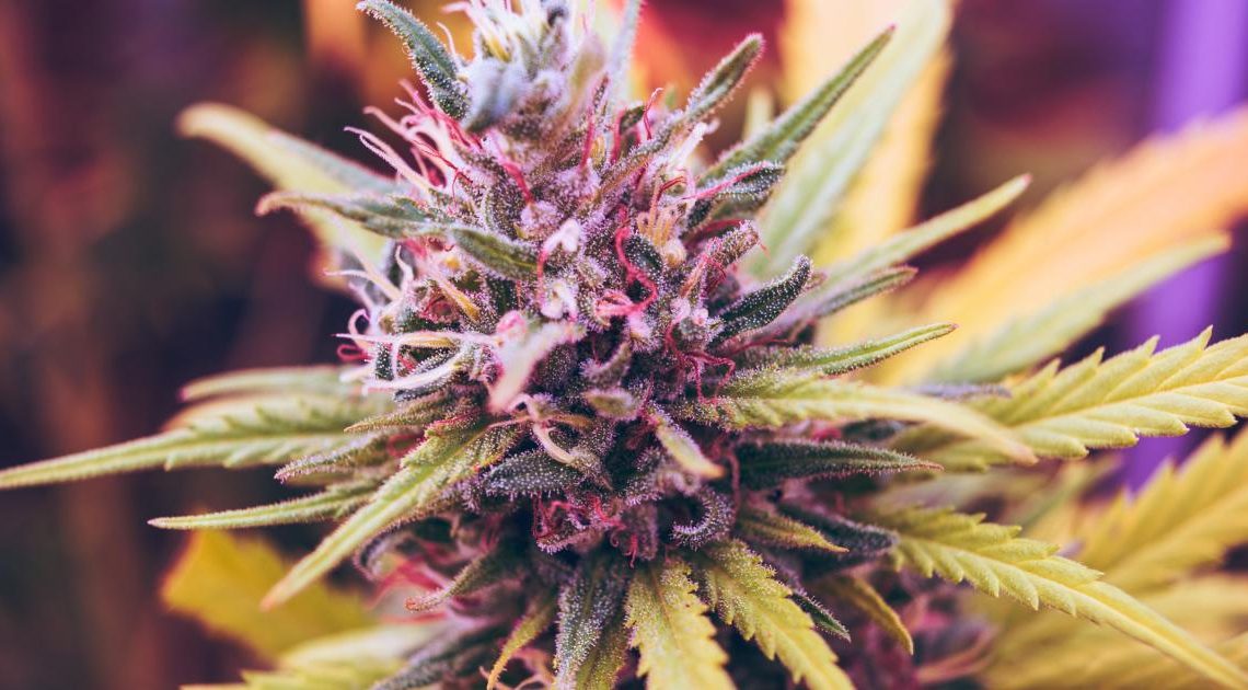 Avicanna s’associe à Heritage Cannabis pour proposer ses produits à base de CBD aux patients atteints de marijuana médicale au Canada