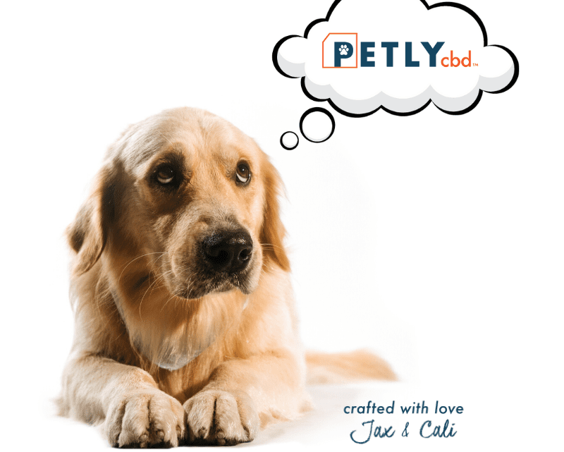 CBD pour chiens : pourquoi Petly CBD est le choix parfait pour les pattes