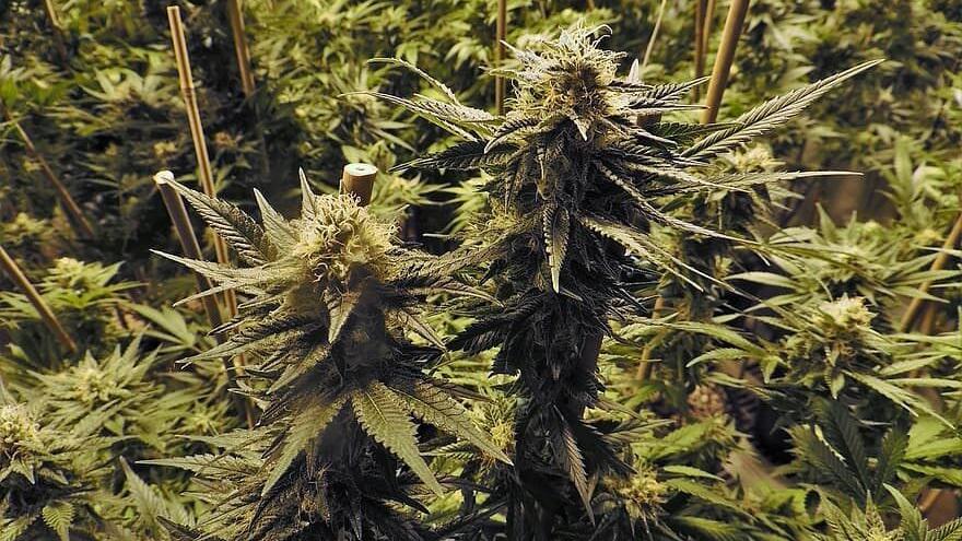 Explorer la popularité du CBD |  Cannabis