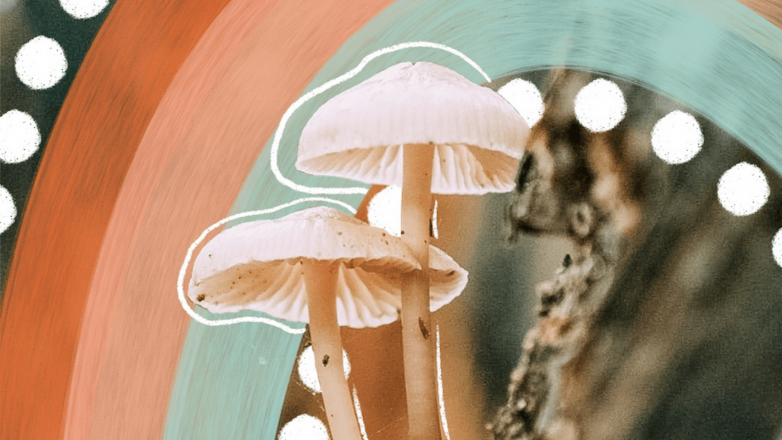 La beauté des champignons est-elle le prochain CBD ?  – Brillant