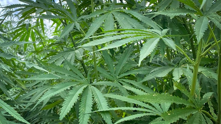 Les producteurs de chanvre amènent le cannabis médical au marché noir, selon le plus grand producteur d’aliments à base de graines de chanvre d’Australie