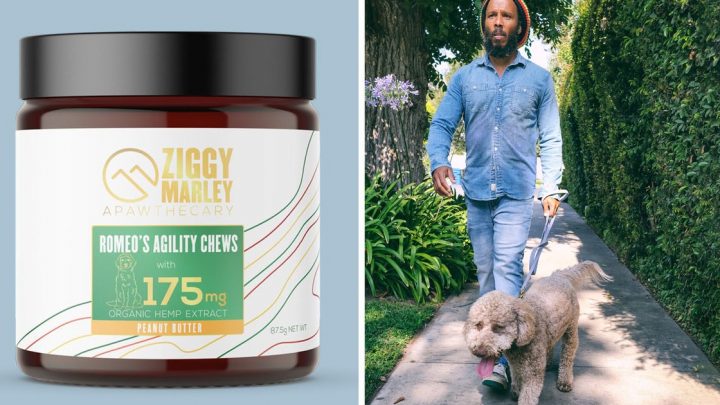 Ziggy Marley vient de lancer « Apawthecary », une gamme de CBD végétalienne pour chiens