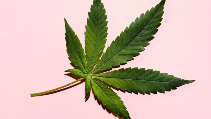 Est-il légal d’acheter et de vendre du cannabis CBD ?