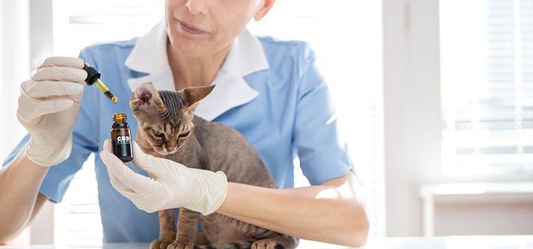 Vétérinaire donnant des gouttes d'huile de CBD à un chat