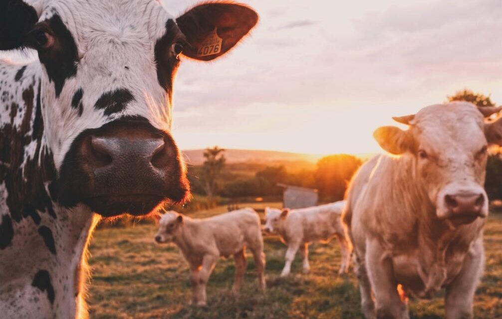 Comment un sous-produit de vache polyvalent pourrait alimenter une nouvelle génération d’agriculteurs