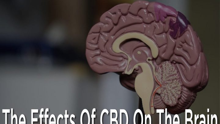 Les effets du CBD sur le cerveau