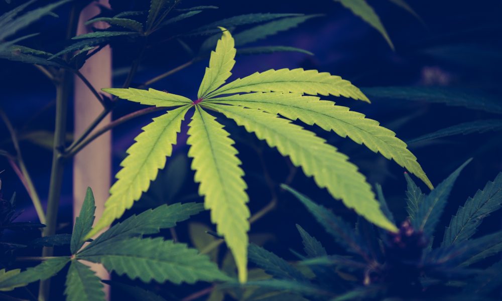 CA gov signe le commerce interétatique du cannabis et plus (bulletin : 19 septembre 2022)