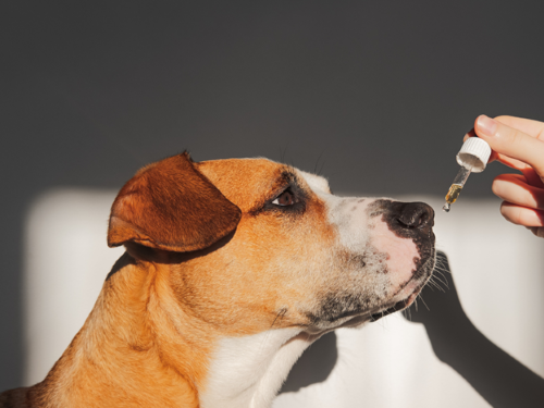 Ce que vous devez savoir sur l’huile de CBD pour chiens
