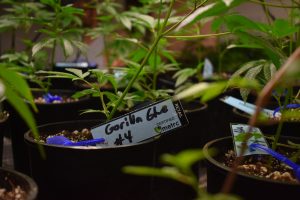 Capitaliser sur la génétique du cannabis et l’analyse des données