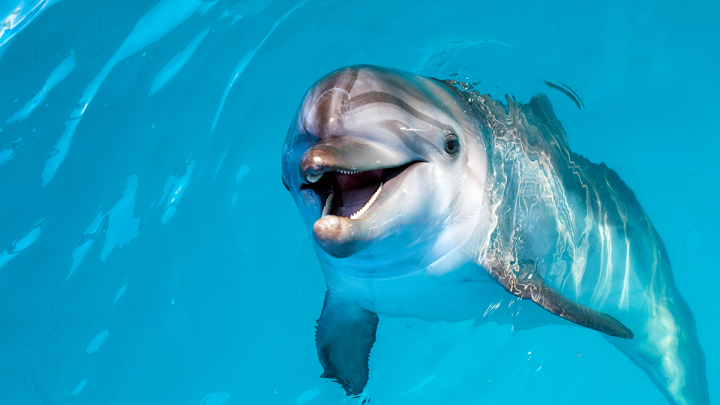 Une étude sur les dauphins identifie un endocannabinoïde jusqu’ici inconnu