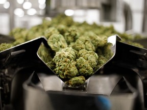 Séchez des fleurs de cannabis dans la salle d'emballage de l'usine d'Aphria Inc. Diamond à Leamington, en Ontario.