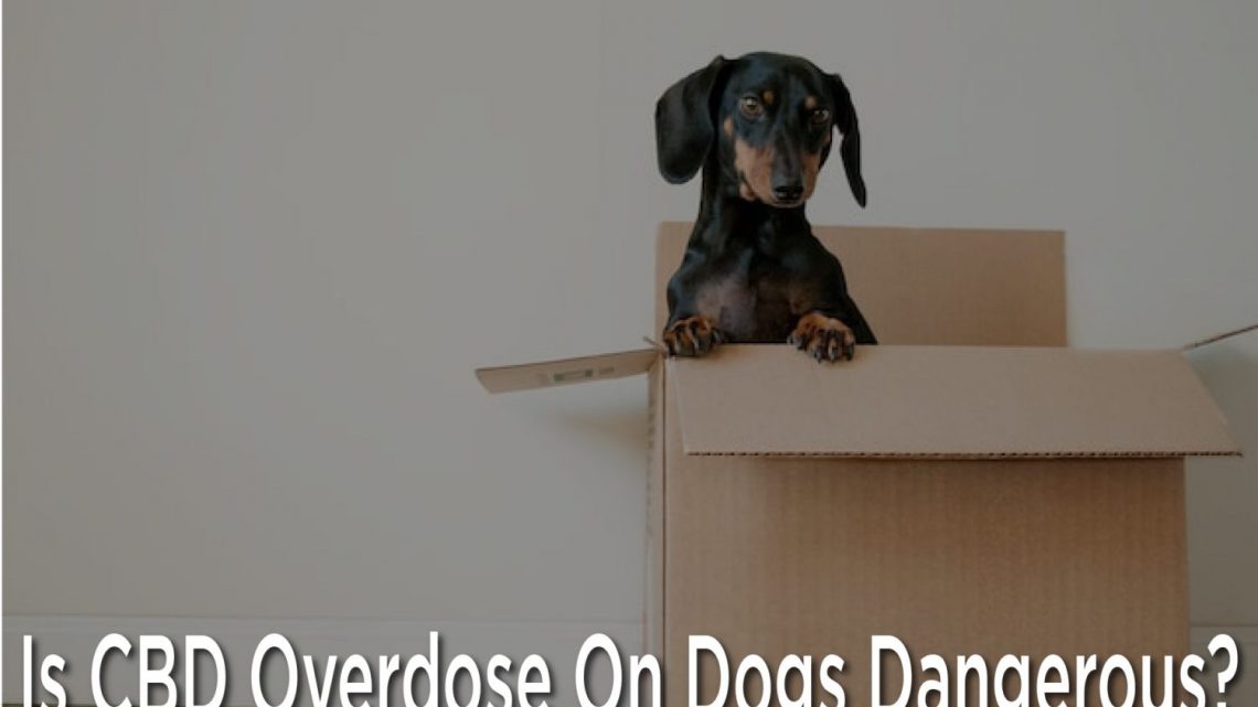 La surdose de CBD chez les chiens est-elle dangereuse ?