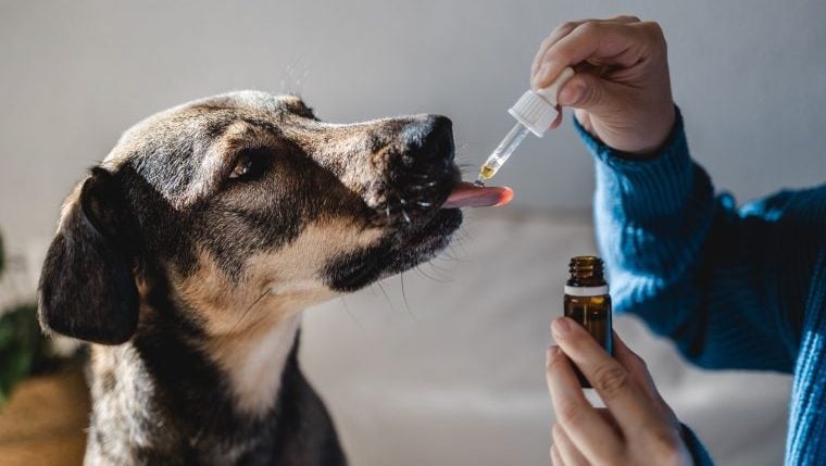 Comment fonctionne le CBD pour les chiens souffrant d’arthrite