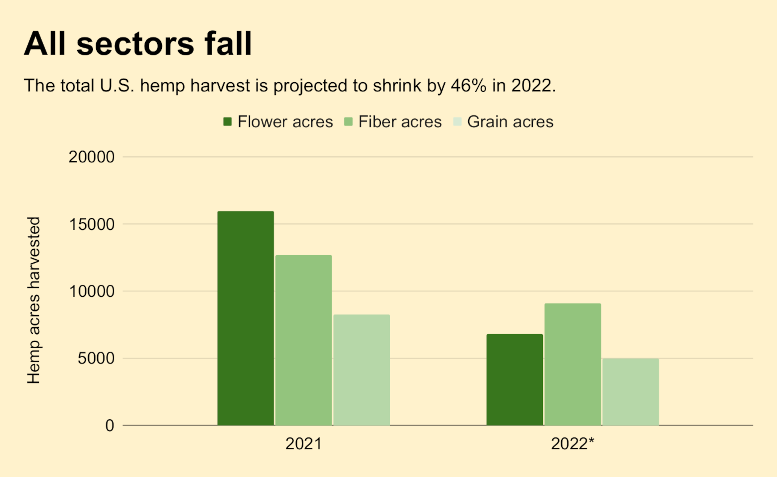 La fuite du chanvre se poursuit aux États-Unis, la récolte devant chuter de près de moitié