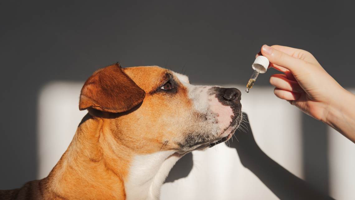CBD pour chiens : le miracle pour traiter l’anxiété de séparation