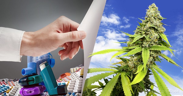Le marché des inhalateurs de cannabis devrait exploser |  Koï CBD, CBD Luxe, MUV, Fairwinds Cannabis